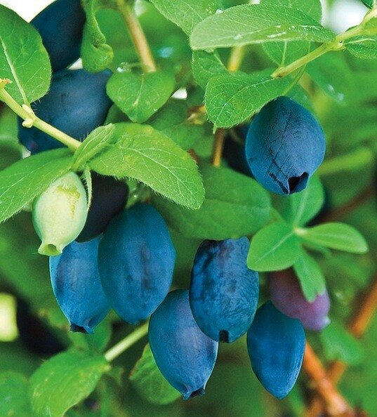 Lonicera 'Aurora' Haskap 1 gal