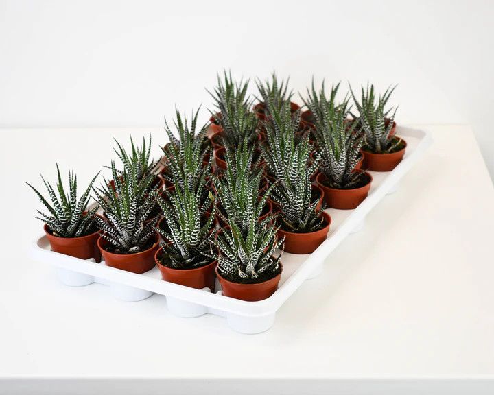 Haworthia 2.5" Assorted