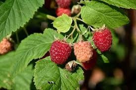 Raspberry 'Latham' 2 gal