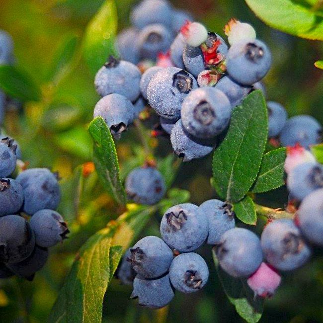 Blueberry - Vaccinium 'Brunswick' 2 gal