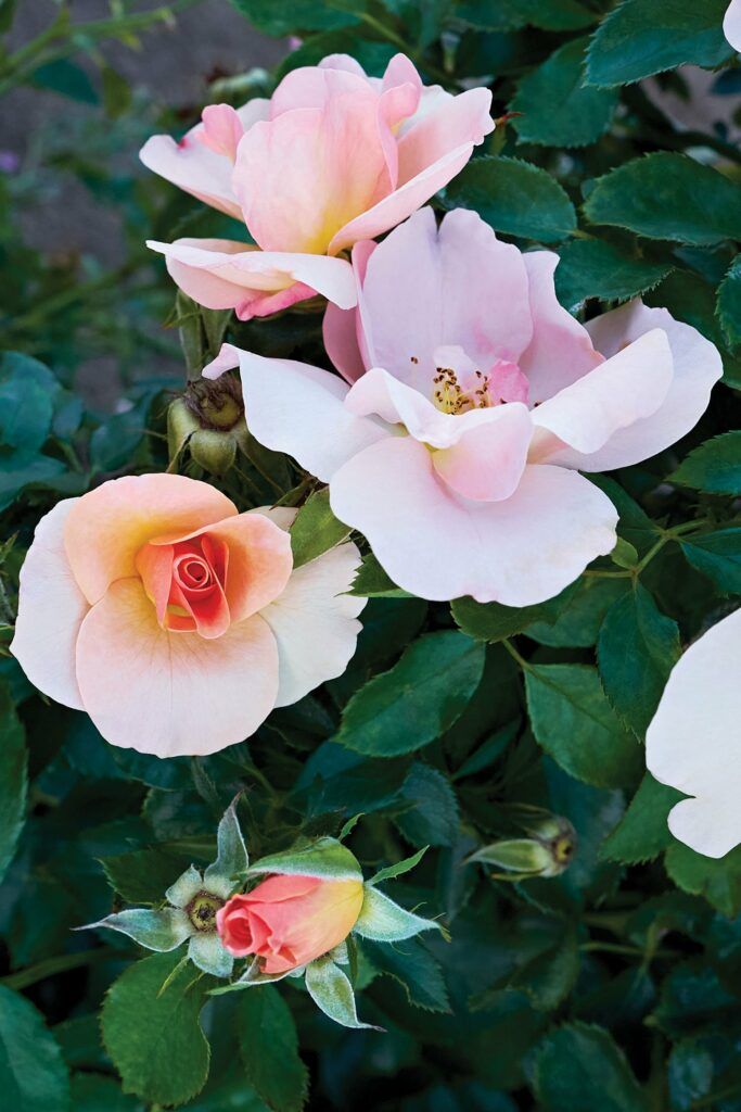 Rose 'Chinook Sunrise' 2 gal (Coral)