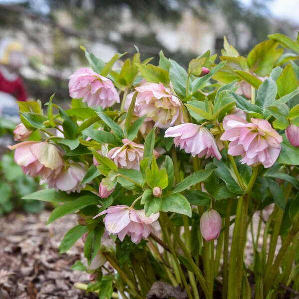 Helleborus 'Flower Girl' 1 gal