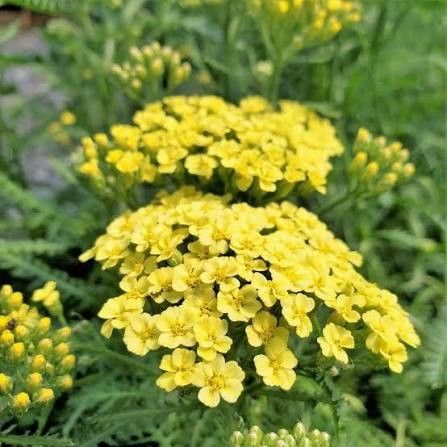 Yarrow 'Sunny Seduction' 1 gal