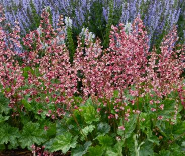 Coral Bells 'Heuchera Timeless Berry' 1 Gal
