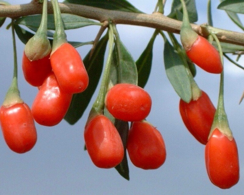 Goji Berry 'Dynamite' 2 gal