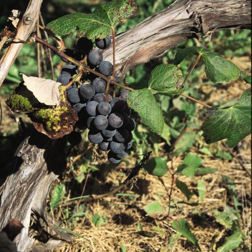 Grape 'Concord' 2 gal