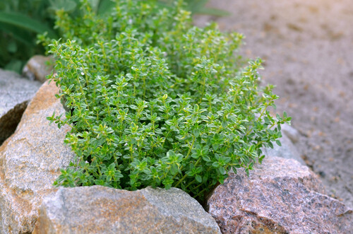 Thyme 4"