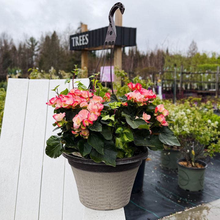 Begonia Rieger Mix HB w Ivy 12"