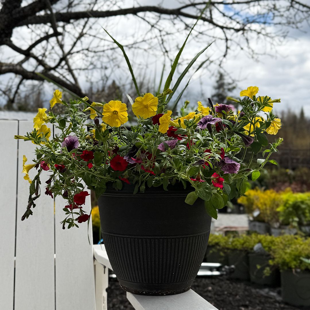 Premium Planter 12" Mix Assorted