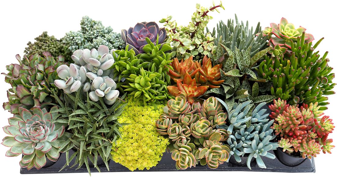 Succulent Living Canvas Mixed Oval 11"