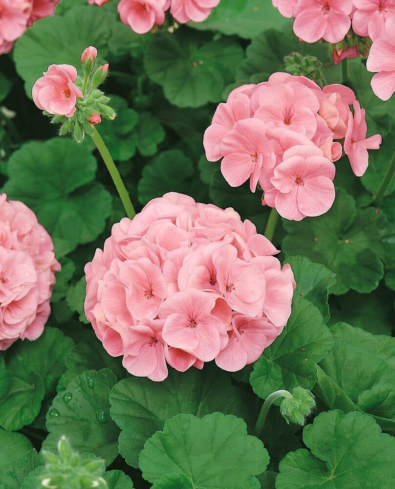 Geranium - 4" Salmon