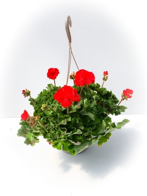 Geranium - Solid Colour 10" HB Red