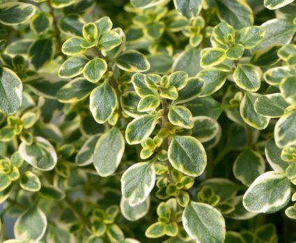Thyme 'Lemon Variegated' 4"