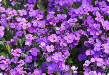 Rock Cress 'Aubrieta Whitewell Gem' 4"