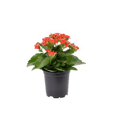 Kalanchoe 4"