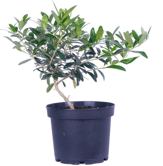 Olive Tree 6"
