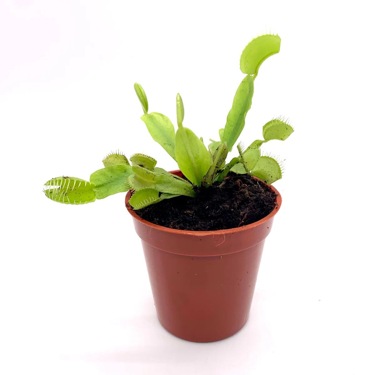 Venus Fly Trap 2.25"