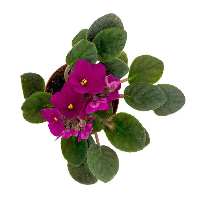 African Violet 4"