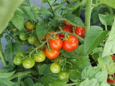 Tomato - 12" Caged Tidy Treats