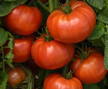 Tomato - 12" Caged Wonderstar Red