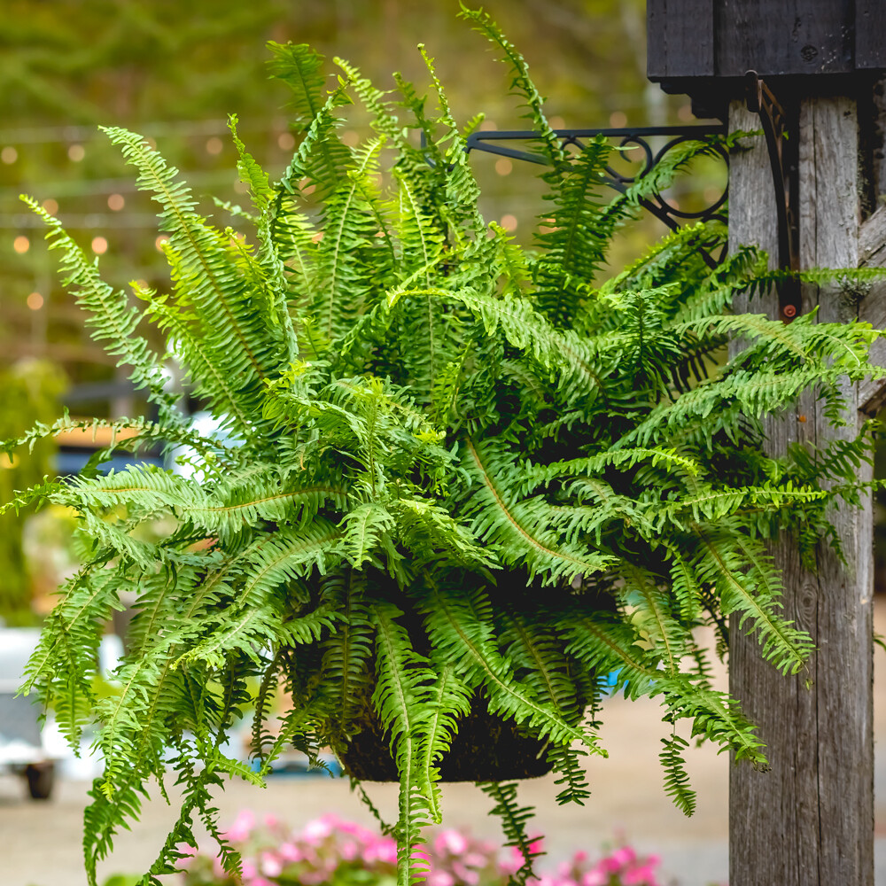 Kimberly Fern Moss Pot 16" HB