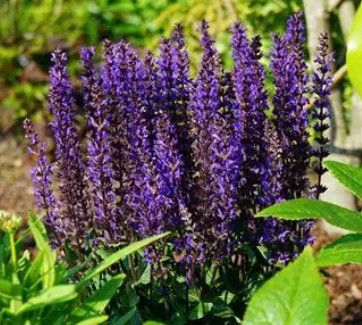 Perennial Sage 'Salvia Midnight Purple' 1 gal