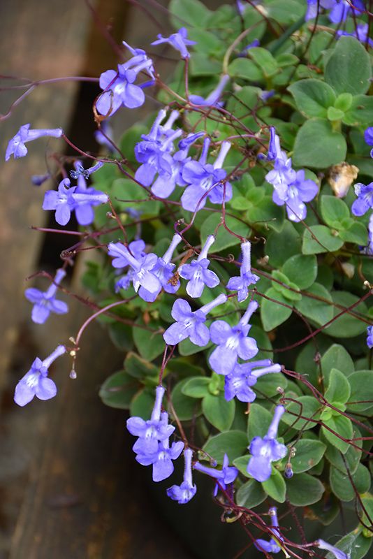 Streptocarpella 'Concord Blue' 4"
