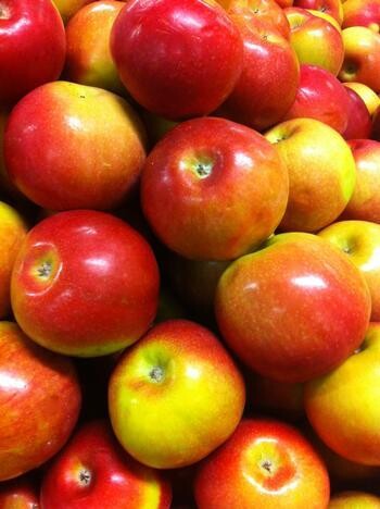 Apple 'McIntosh' 7 gal Potted