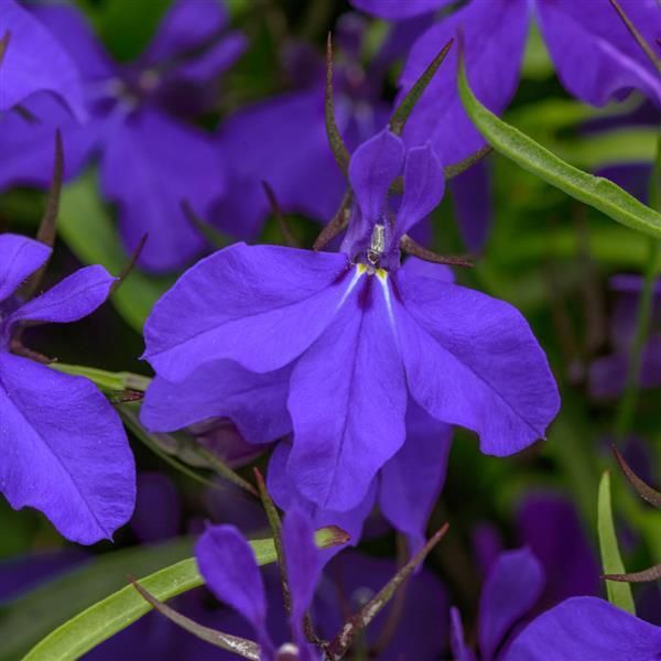 Lobelia - 4" Dark Blue