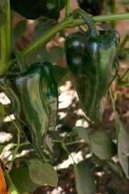 Peppers - 4" Trident (hot) 4"