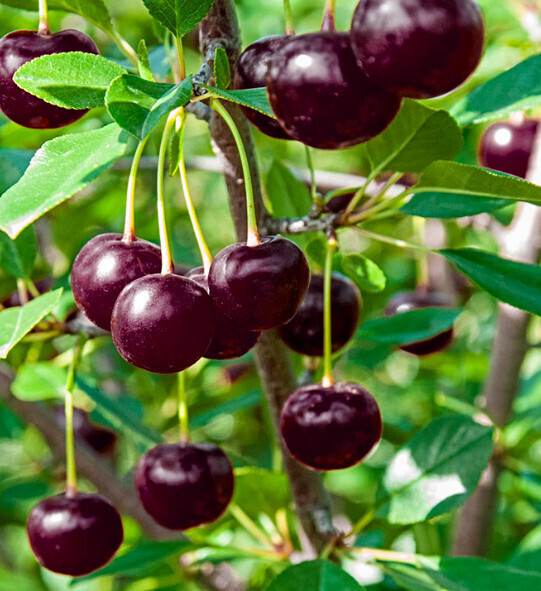 Dwarf Cherry 'Juliet' 2 gal