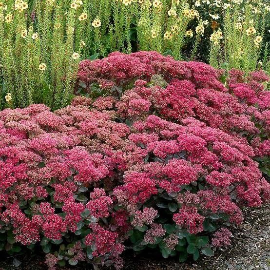 Stonecrop - Sedum 'Dynomite' 1 gal
