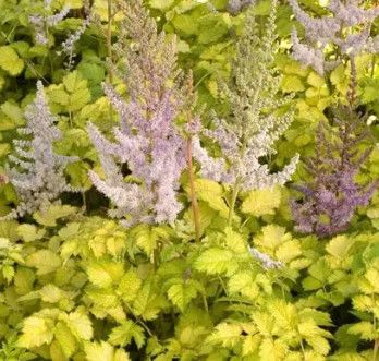 Astilbe 'Colour Flash Lime' 1 gal
