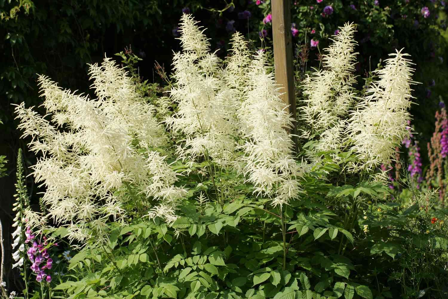 Goat's Beard 'Aruncus dioicus' 1 gal