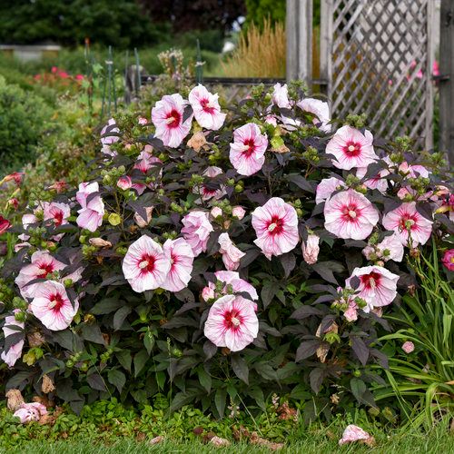 Hibiscus 'Cherry Choco Latte' 2 gal PW