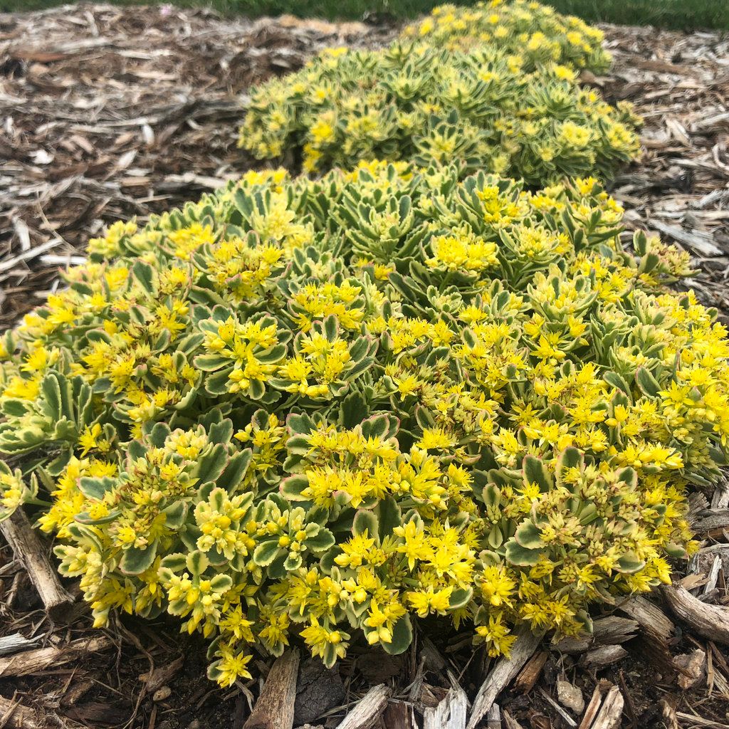 Stonecrop - Sedum 'Rock 'N Low Boogie Woogie' 8" PW