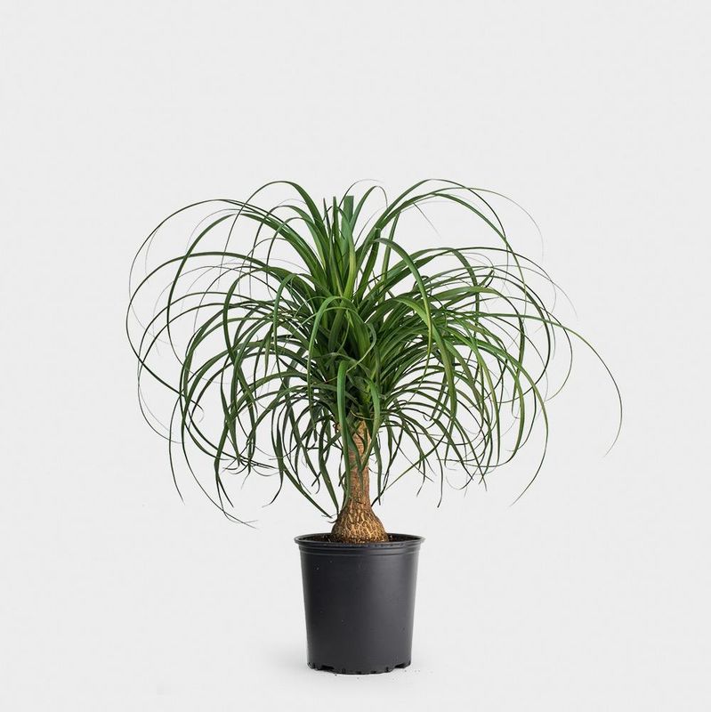 Ponytail Palm 10"