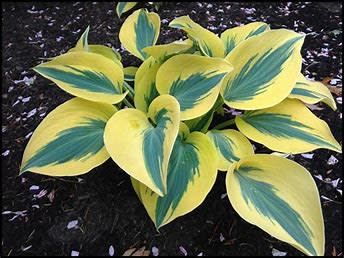Hosta 'Autumn Frost' 1 gal