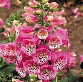 Foxglove 'Digitalis Dalmation Rose' 2 gal GS