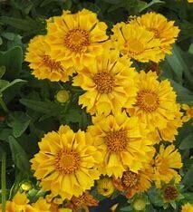 Coreopsis 'Jethro Tull' 2 gal GS