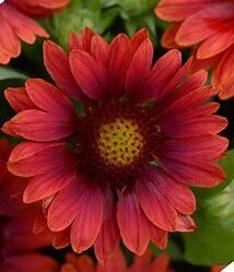 Blanket Flower 'Mesa Red Gaillardia' 2 gal GS