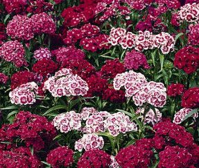 Dianthus 'Indian Carpet Mix' 4"