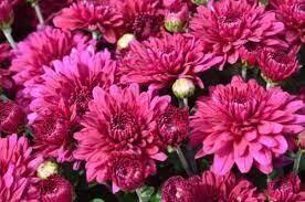 Fall Mum 10" Patty Purple