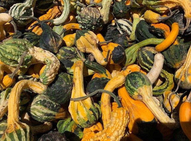 Fall Gourds - X-Large