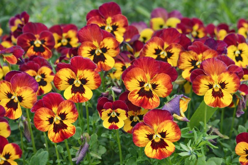 Fall Annual - Pansy Assorted 4"