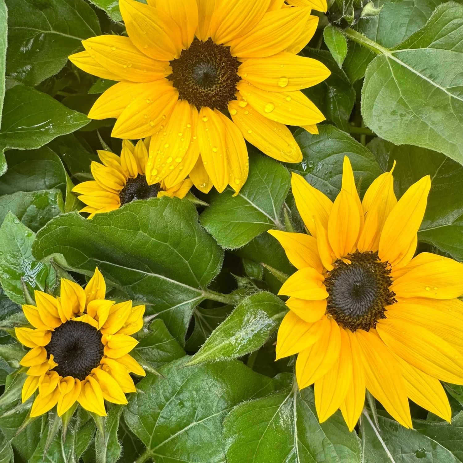 Sunflower Solsation 'Yellow' 1 gal