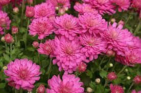 Fall Mum 10" Jacqueline Pink