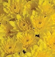 Fall Mum 10"  Sunrise Yellow