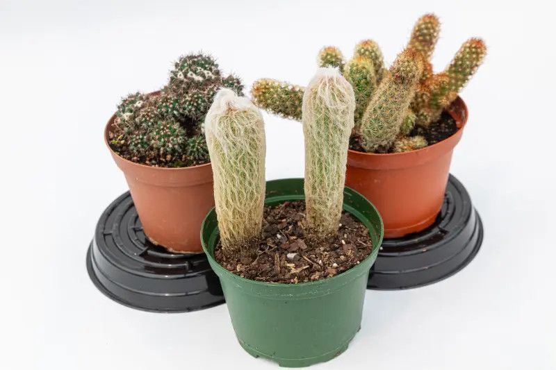 Cactus Assorted 6"