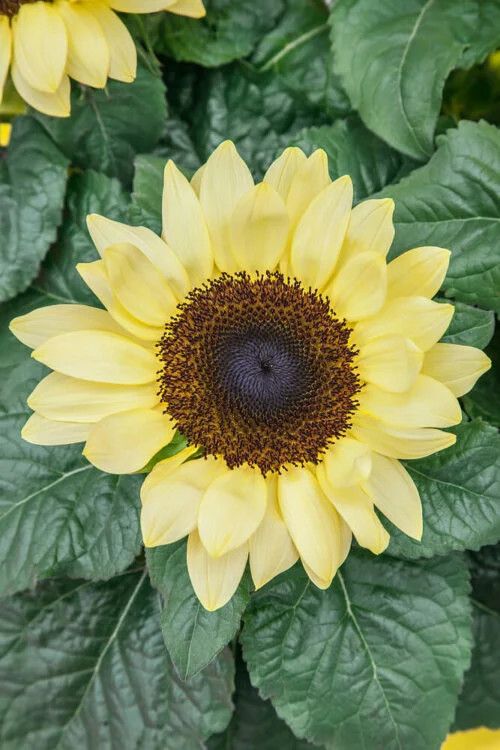 Sunflowers (seed pkg) Lemon Queen